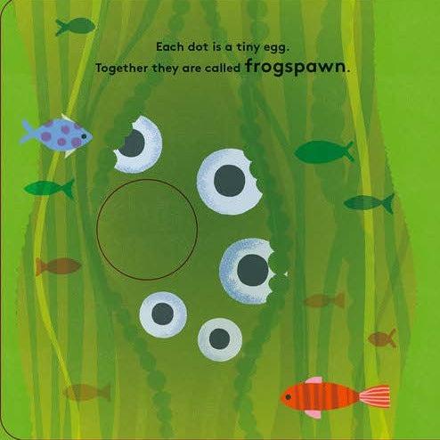 Little Life Cycles - Frog - Little Reef and Friends