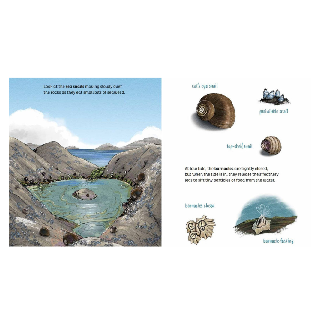 Rock Pools - Little Reef and Friends