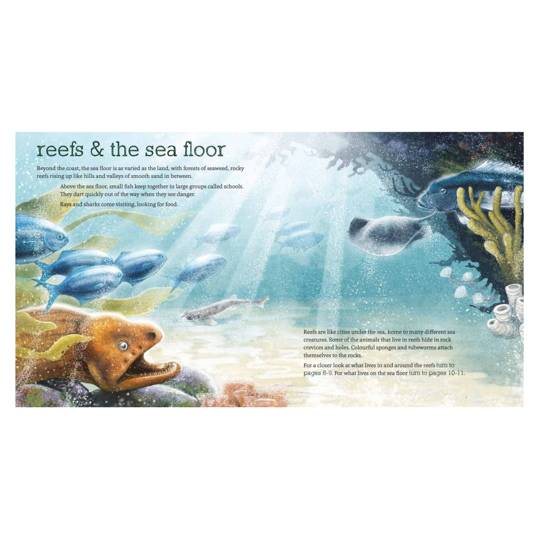 Under The Ocean - Little Reef and Friends