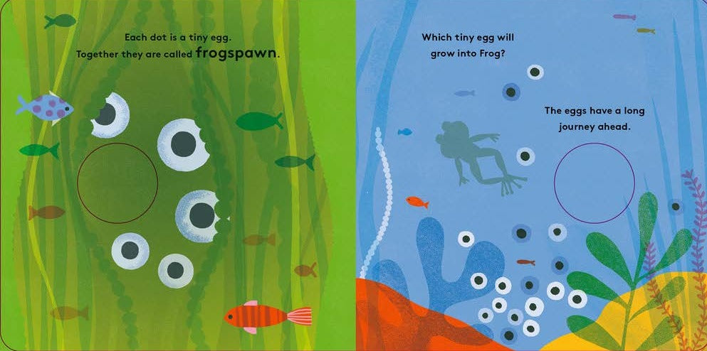 Little Life Cycles - Frog - Little Reef and Friends