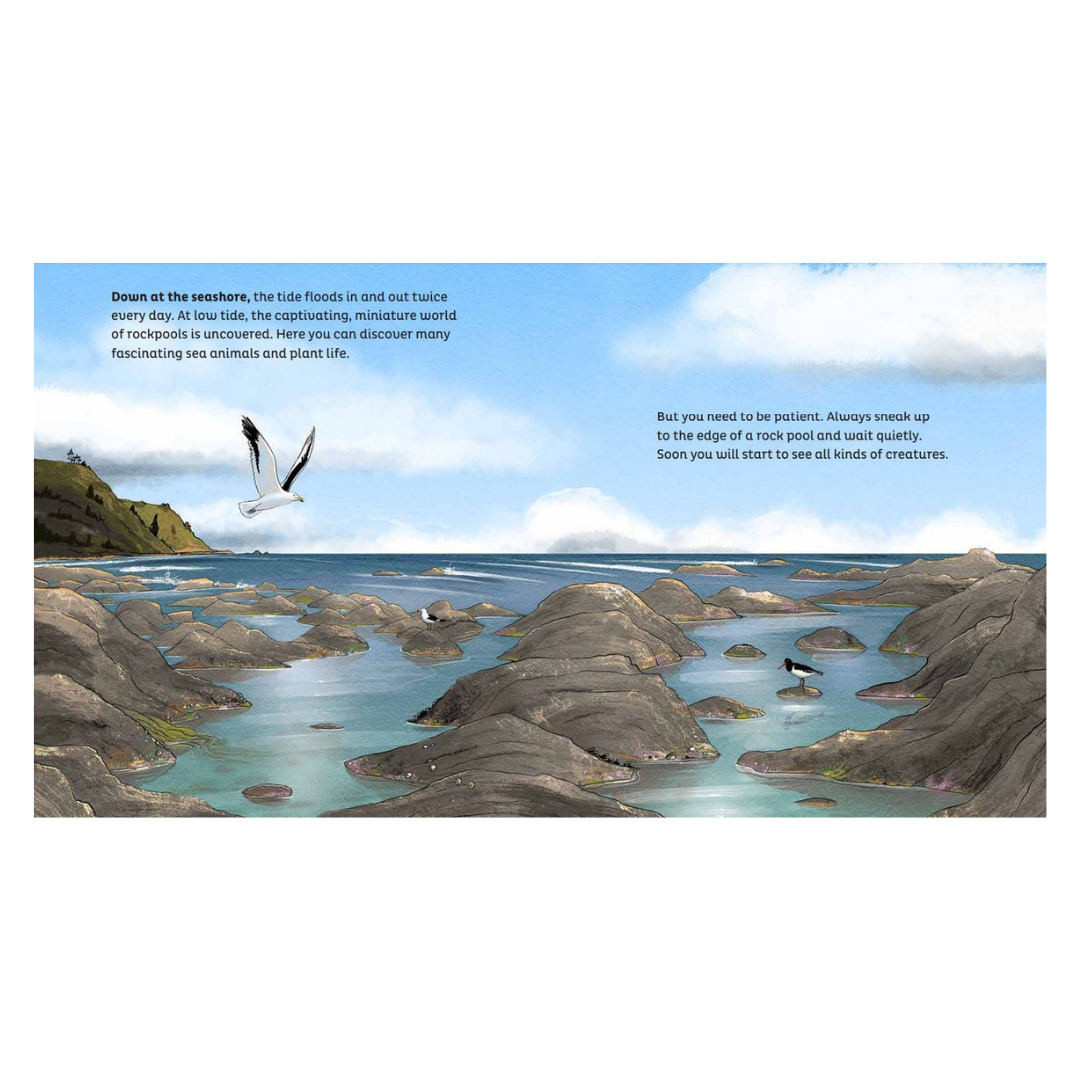 Rock Pools - Little Reef and Friends