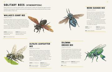 Encyclopedia of Insects - Little Reef and Friends