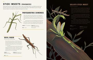 Encyclopedia of Insects - Little Reef and Friends